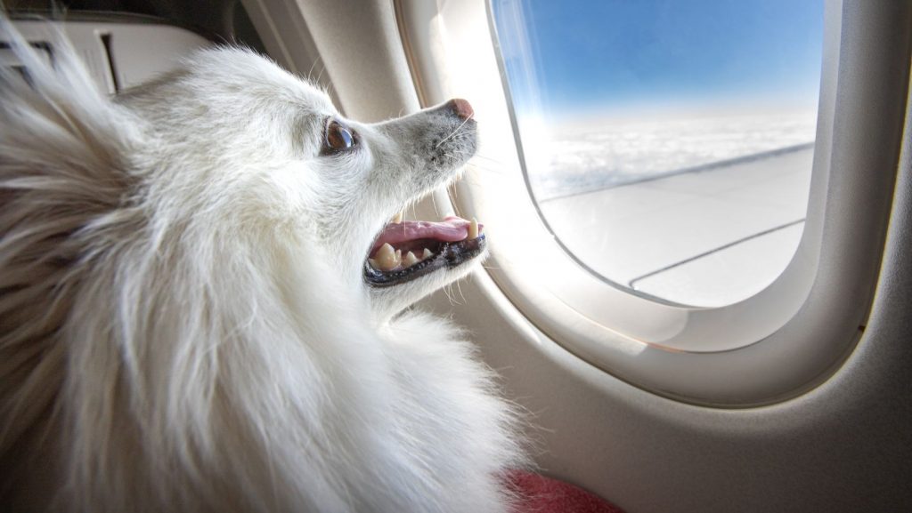Dog flying internationally