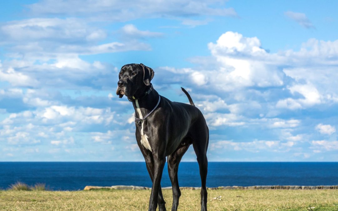 Dog Breed Spotlight: Great Dane