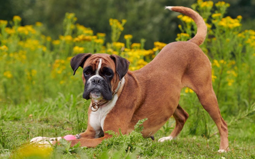 Dog Breed Spotlight: Boxer