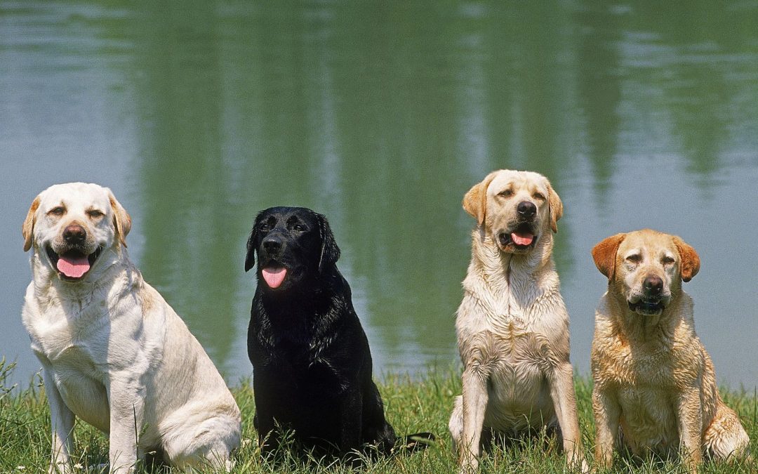 Dog Breed Spotlight: Labrador Retriever