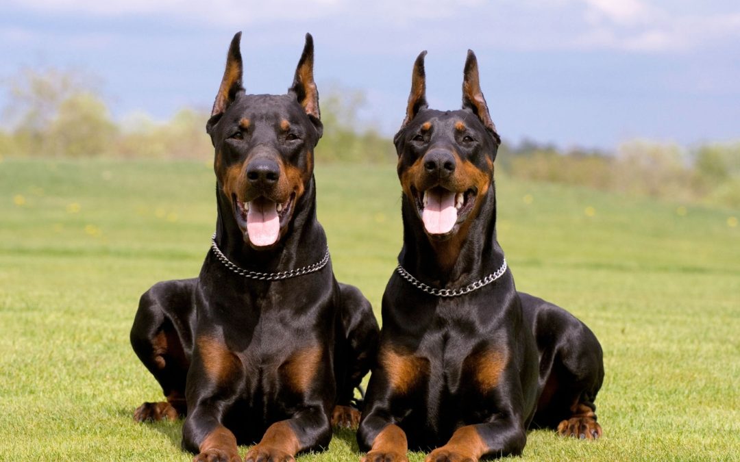 Dog Breed Spotlight: The Doberman