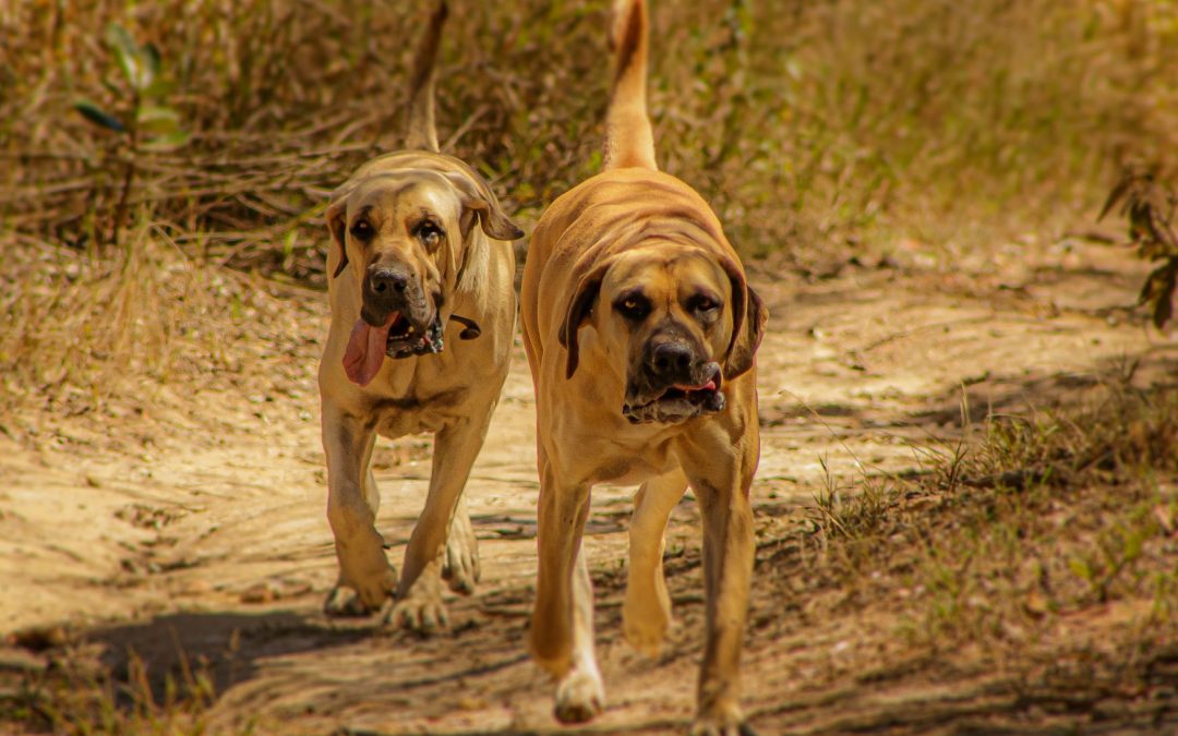 Dog Breed Spotlight: The Boerboel