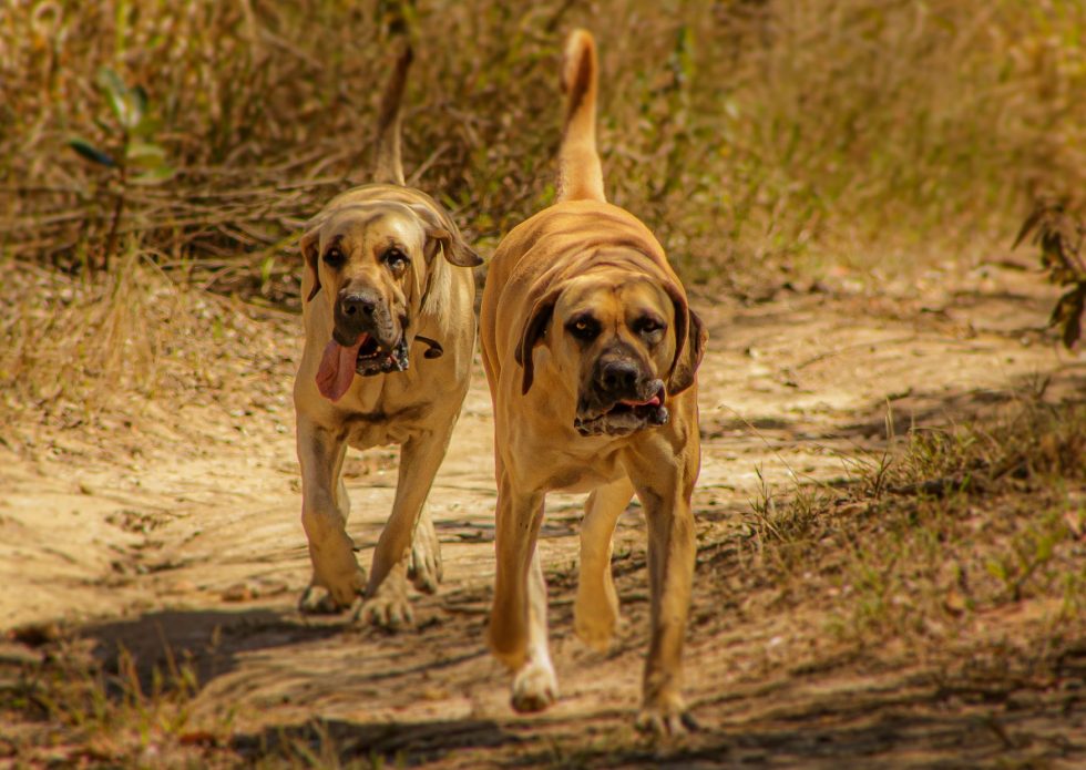 Dog Breed Spotlight: The Boerboel - TopTail