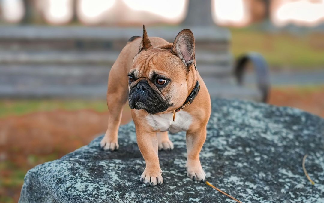 Dog Breed Spotlight: The French Bulldog