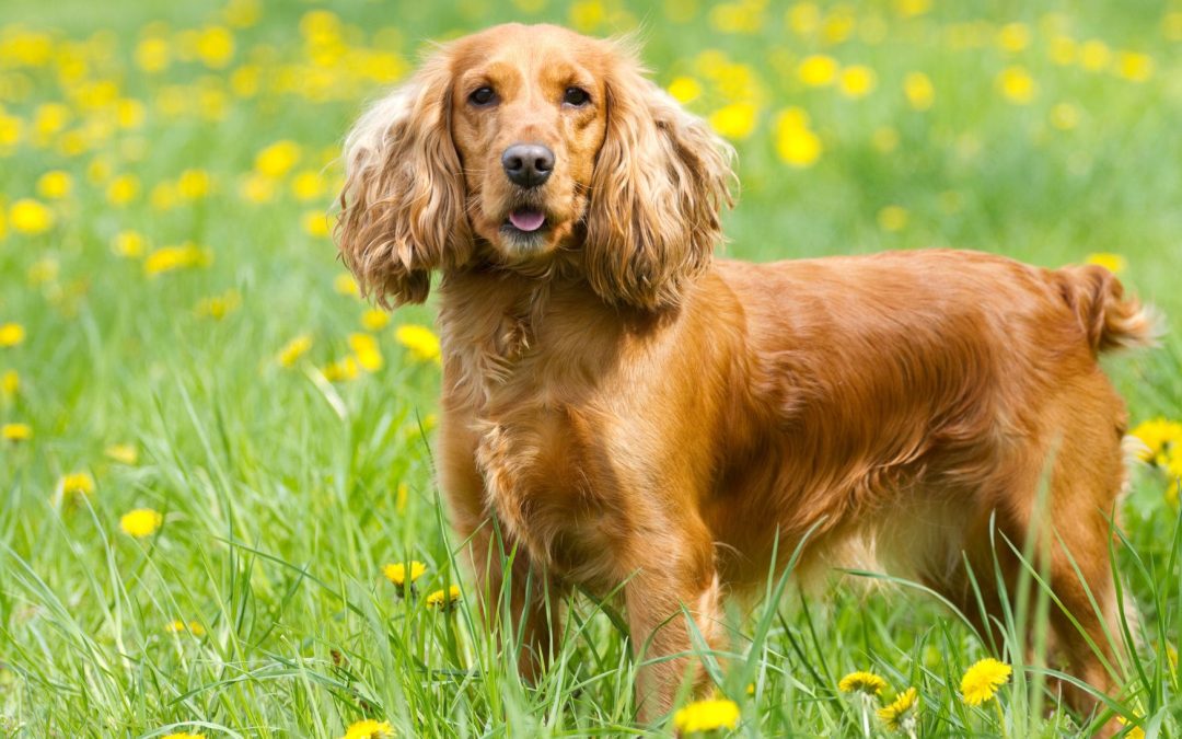 Dog Breed Spotlight: The Cocker Spaniel