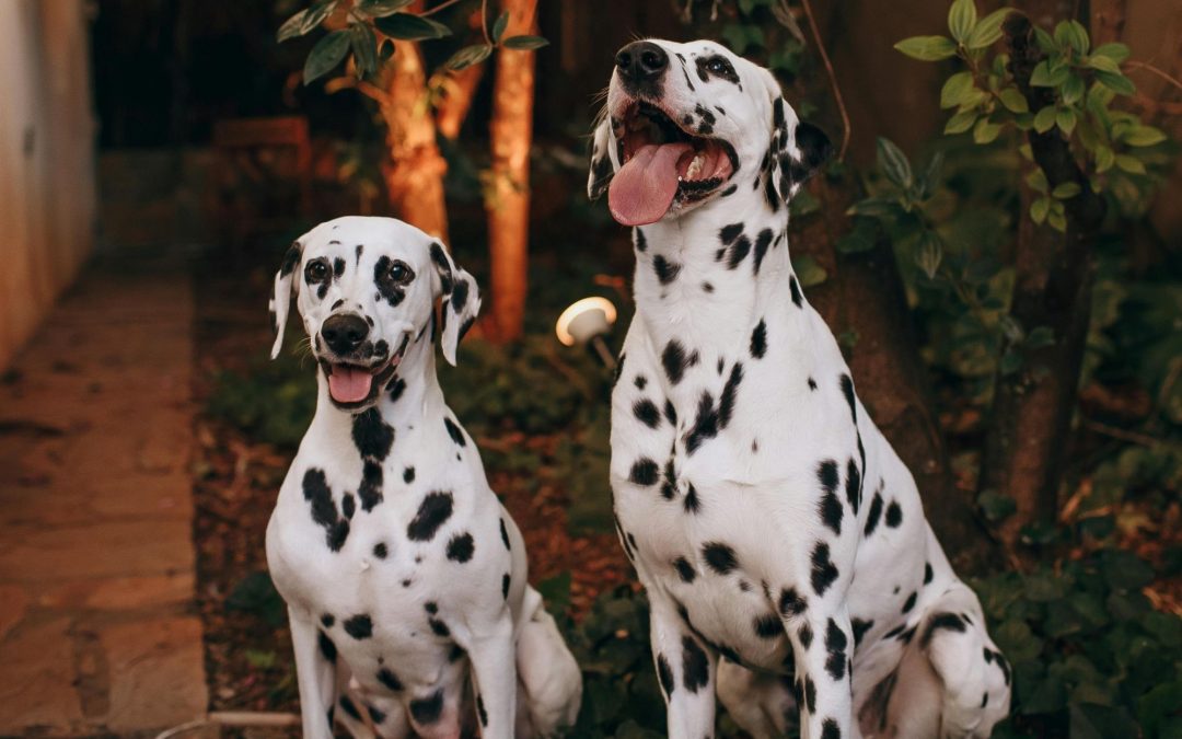Dog Breed Spotlight: The Dalmatian – Energetic, Intelligent and Full of Personality