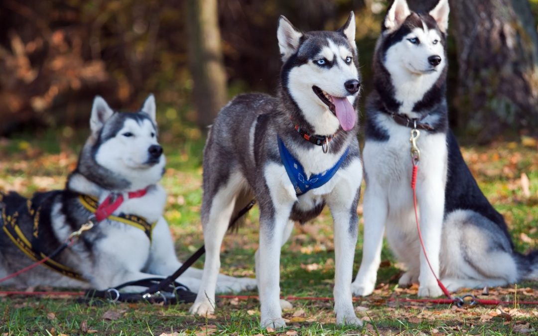 Dog Breed Spotlight: The Siberian Husky – A Beautiful Adventurer with Endless Energy