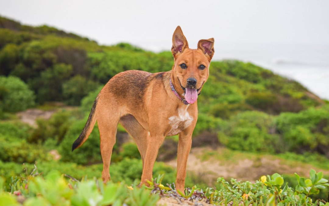 Dog Breed Spotlight: Africanis – South Africa’s Original Companion