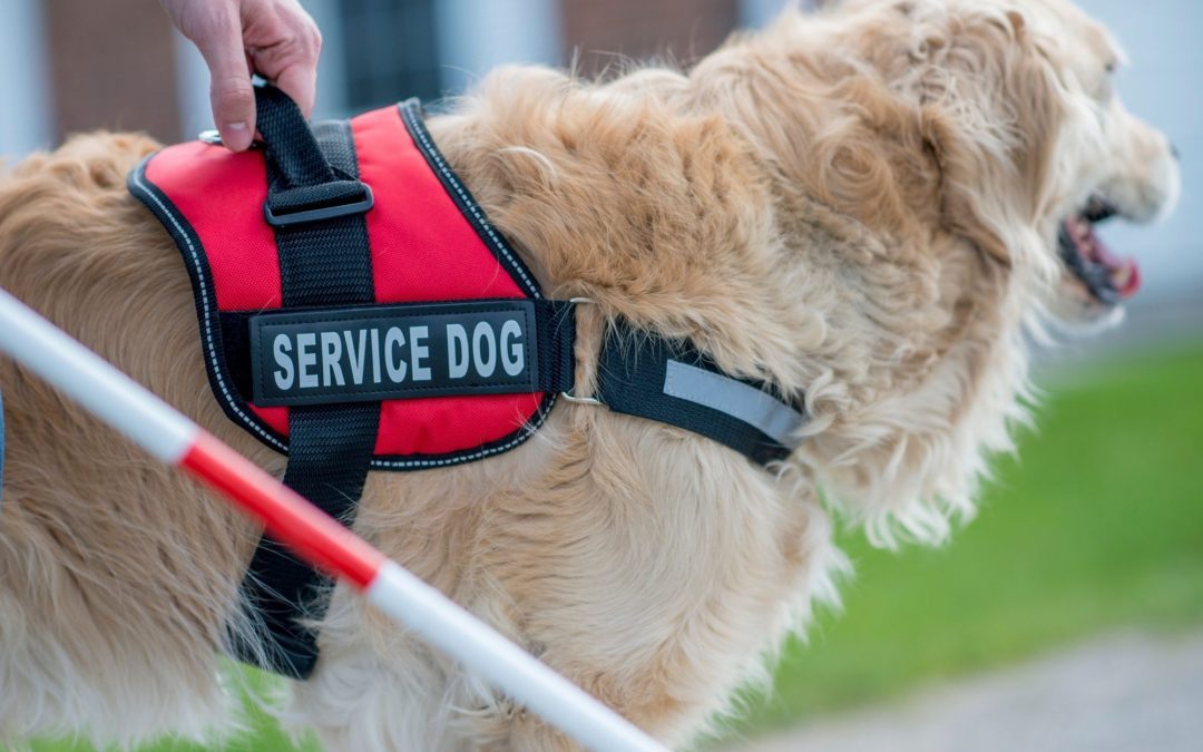 Top 10 Popular Service Dog Breeds